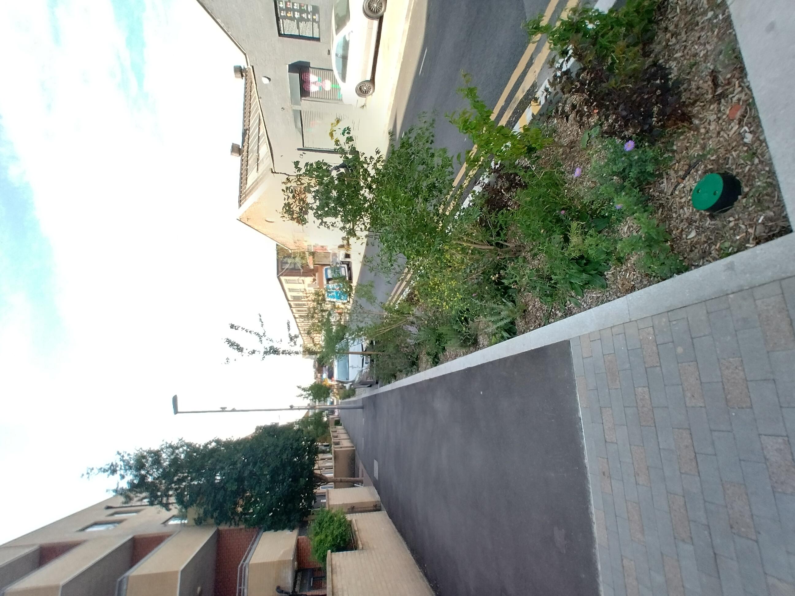 Sutherland Road rain garden planting and new trees